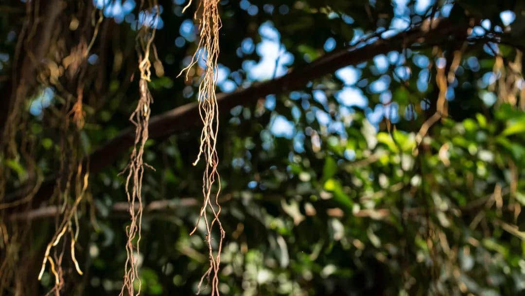 广州再多高楼,都不如小时候嘅榕树头 广州再多高楼,都不如小时候嘅榕树头
