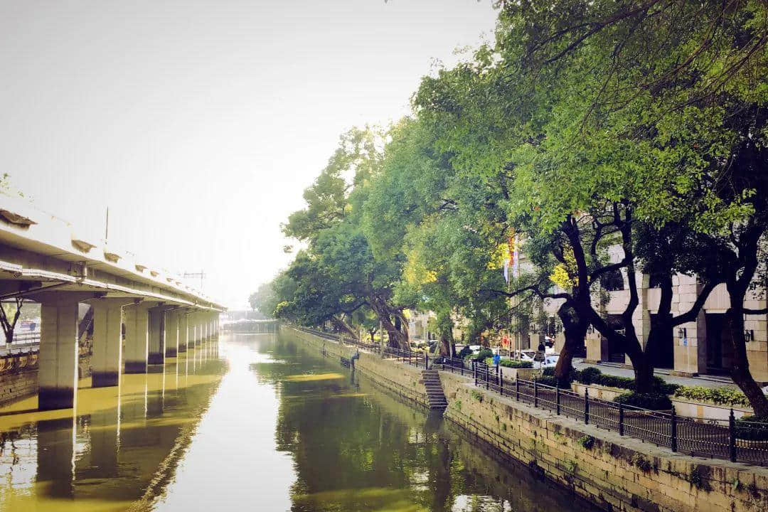 广州再多高楼,都不如小时候嘅榕树头 广州再多高楼,都不如小时候嘅榕树头