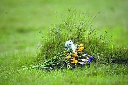 @广州人,你是个合格的狗主人吗? @广州人,你是个合格的狗主人吗?