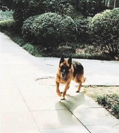 @广州人,你是个合格的狗主人吗? @广州人,你是个合格的狗主人吗?