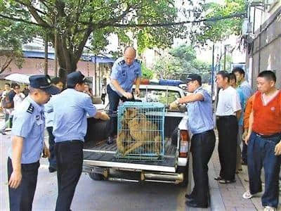 @广州人,你是个合格的狗主人吗? @广州人,你是个合格的狗主人吗?