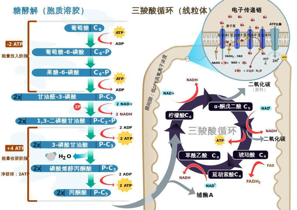 广东臭屁醋：行走的生化武器，流动的液态榴莲