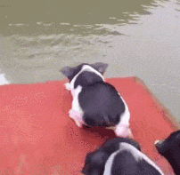 咩话?连胡适都识用粤语写诗! 咩话?连胡适都识用粤语写诗!