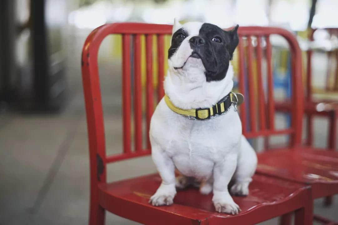 这家大学城里的隐秘汉堡店,让你知道汉堡真正的味道 这家大学城里的隐秘汉堡店,让你知道汉堡真正的味道