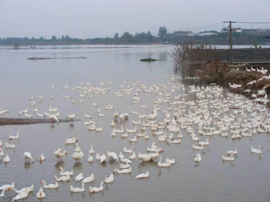 假如你系一只鹅，千祈唔好嚟广东！