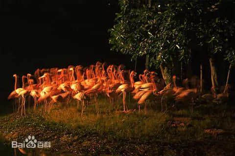 广州，一座你来了就睡不着的城市