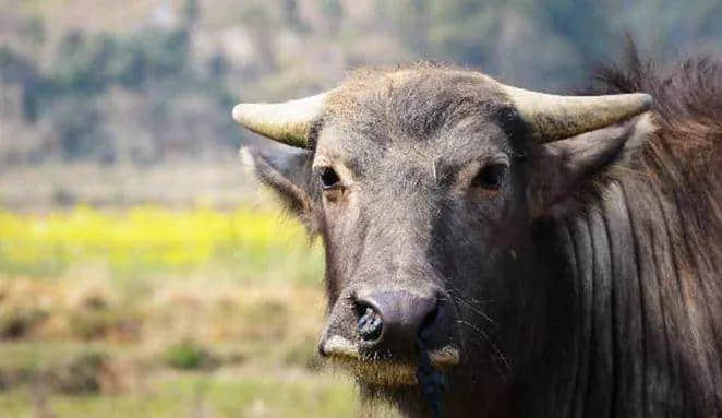 最够姜嘅广东人，点样食姜？