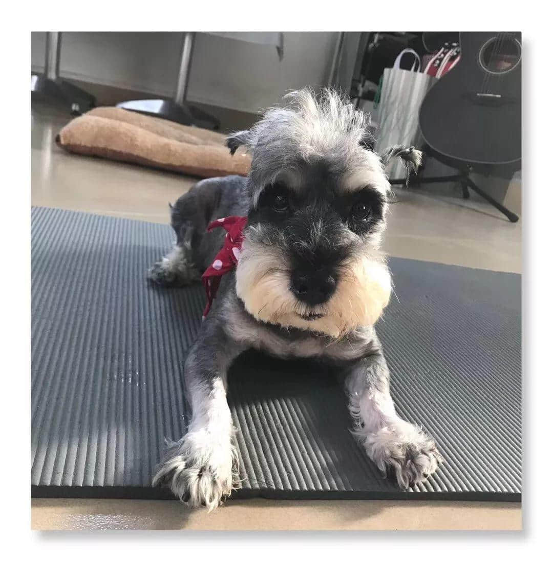 大城市的年轻人连自己都养不活,为什么还要养宠物? 大城市的年轻人连自己都养不活,为什么还要养宠物?