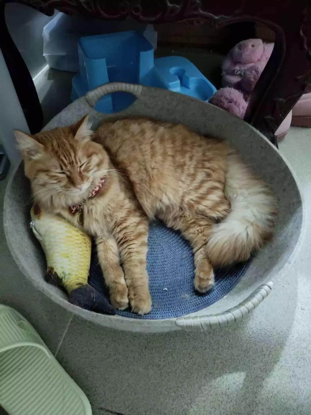 大城市的年轻人连自己都养不活,为什么还要养宠物? 大城市的年轻人连自己都养不活,为什么还要养宠物?