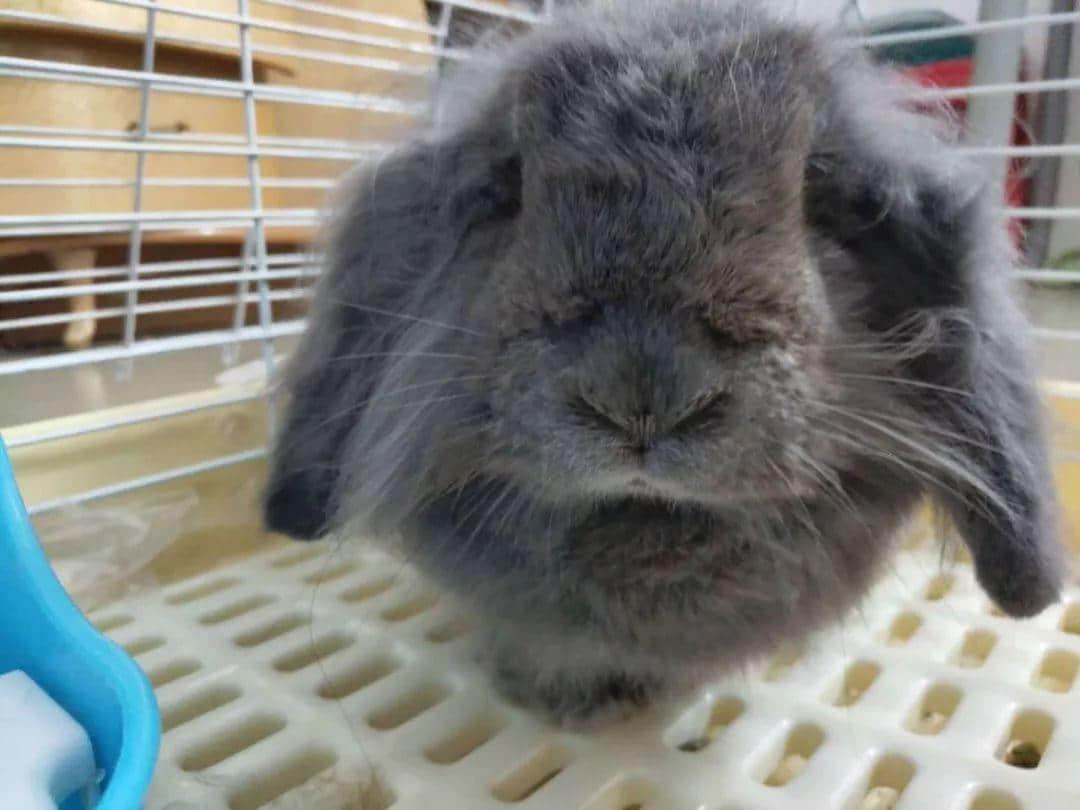 大城市的年轻人连自己都养不活,为什么还要养宠物? 大城市的年轻人连自己都养不活,为什么还要养宠物?