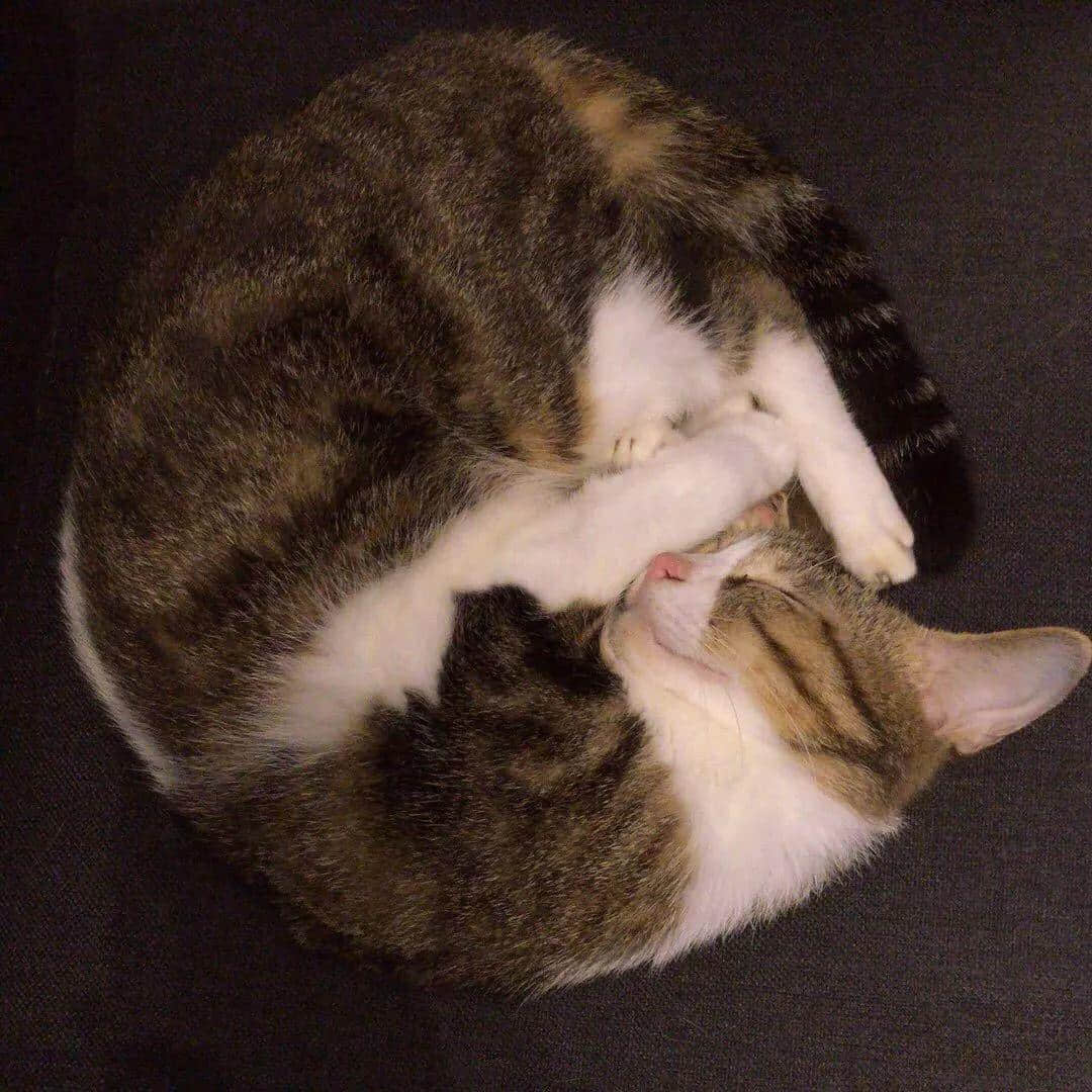 大城市的年轻人连自己都养不活,为什么还要养宠物? 大城市的年轻人连自己都养不活,为什么还要养宠物?