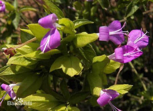 广东粽子大battle,你拣边一“粽”? 广东粽子大battle,你拣边一“粽”?