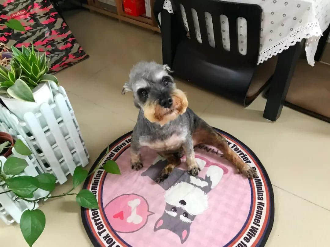 大城市的年轻人连自己都养不活,为什么还要养宠物? 大城市的年轻人连自己都养不活,为什么还要养宠物?