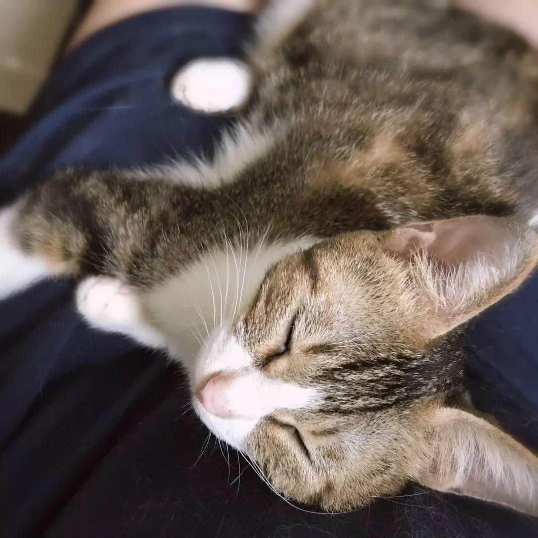 大城市的年轻人连自己都养不活,为什么还要养宠物? 大城市的年轻人连自己都养不活,为什么还要养宠物?