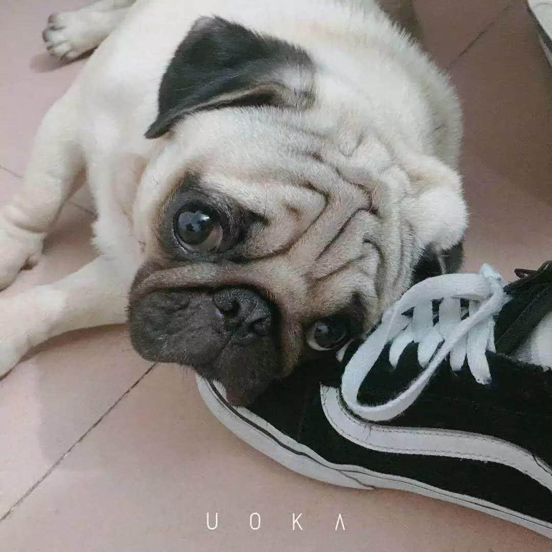 大城市的年轻人连自己都养不活,为什么还要养宠物? 大城市的年轻人连自己都养不活,为什么还要养宠物?