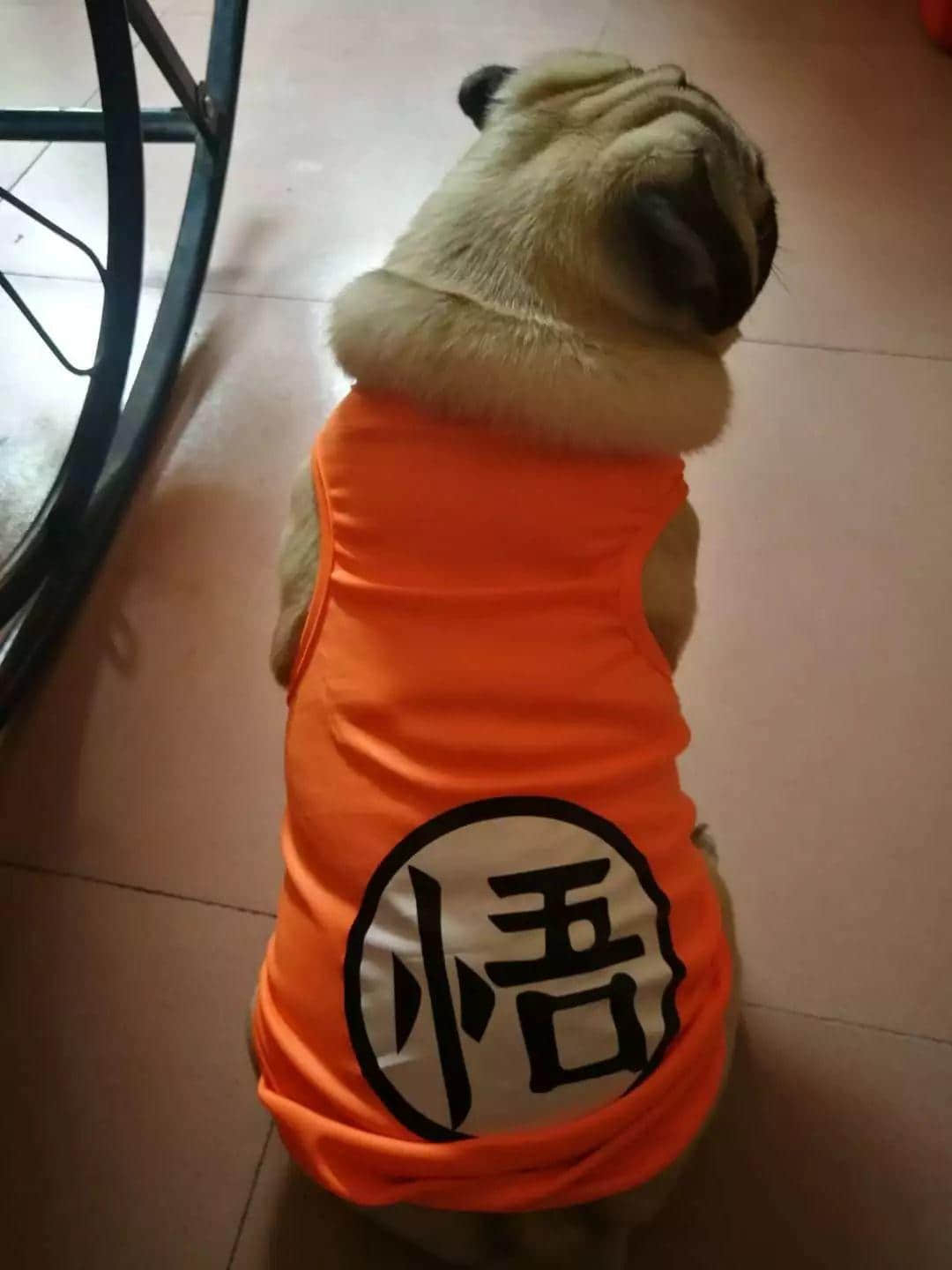 大城市的年轻人连自己都养不活,为什么还要养宠物? 大城市的年轻人连自己都养不活,为什么还要养宠物?