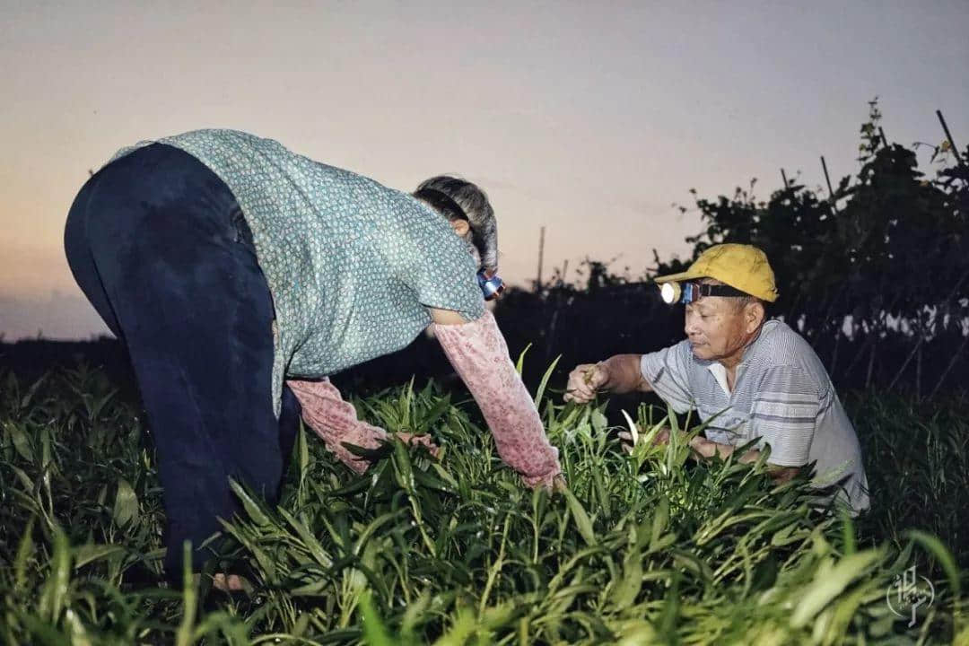 最后的沥滘菜农 最后的沥滘菜农