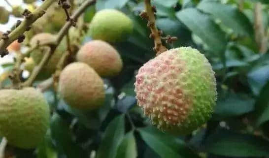 广州人拜哪吒算咩嘢,呢啲神你可能都未听过! 广州人拜哪吒算咩嘢,呢啲神你可能都未听过!