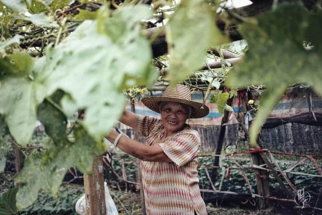 最后的沥滘菜农 最后的沥滘菜农