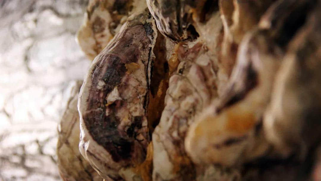 【欣知食】| 吃生蚝，也要经历冰火两重天？