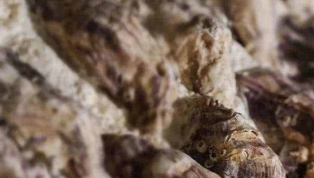 【欣知食】| 吃生蚝，也要经历冰火两重天？