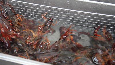 【欣知食】| 灵魂与味蕾的《小团圆》