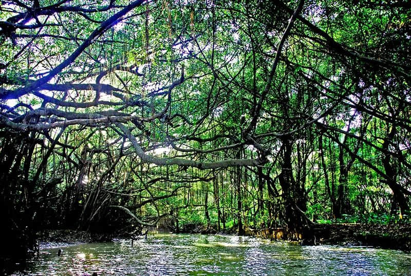 新会除咗陈皮,你仲会谂到咩? 新会除咗陈皮,你仲会谂到咩?