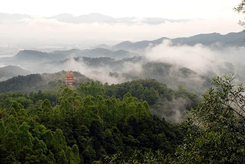 新会除咗陈皮,你仲会谂到咩? 新会除咗陈皮,你仲会谂到咩?
