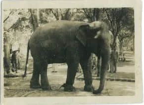 广州儿童公园编年史 广州儿童公园编年史