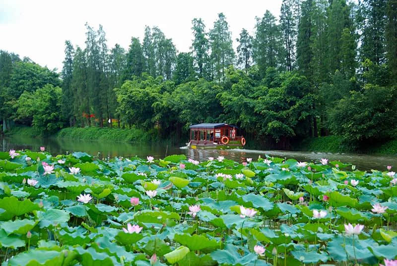 新会除咗陈皮,你仲会谂到咩? 新会除咗陈皮,你仲会谂到咩?