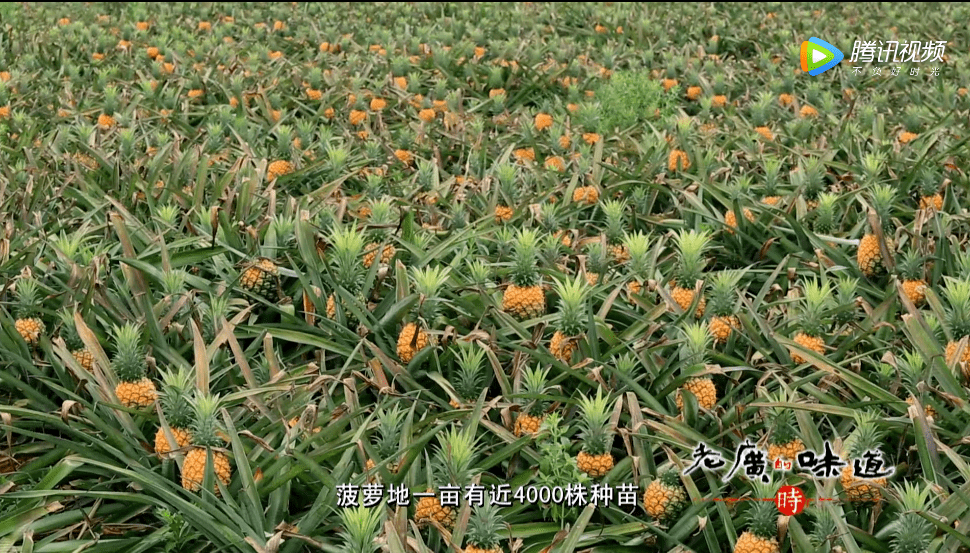 在湛江,我们找回广州失去的隐秘角落 在湛江,我们找回广州失去的隐秘角落