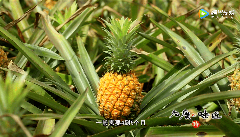 在湛江,我们找回广州失去的隐秘角落 在湛江,我们找回广州失去的隐秘角落