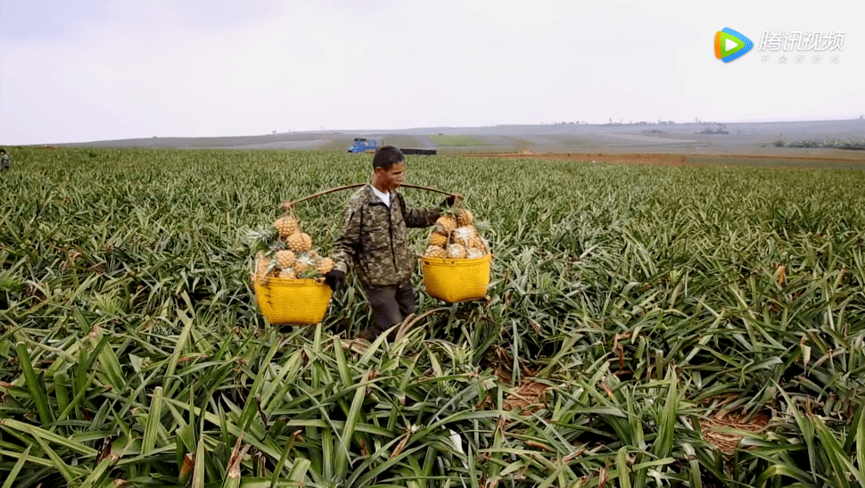 在湛江,我们找回广州失去的隐秘角落 在湛江,我们找回广州失去的隐秘角落