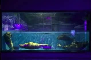 展览预告 | “对不起,我爱你”,我们想对商场里的动物说...... 展览预告 | “对不起,我爱你”,我们想对商场里的动物说......