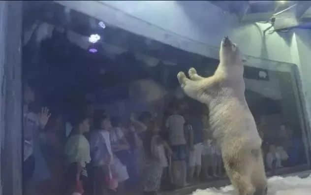 展览预告 | “对不起,我爱你”,我们想对商场里的动物说...... 展览预告 | “对不起,我爱你”,我们想对商场里的动物说......