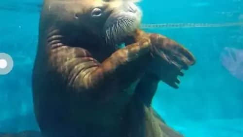 展览预告 | “对不起,我爱你”,我们想对商场里的动物说...... 展览预告 | “对不起,我爱你”,我们想对商场里的动物说......