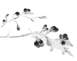 会玩的广州人,活在唐朝玩什么 会玩的广州人,活在唐朝玩什么