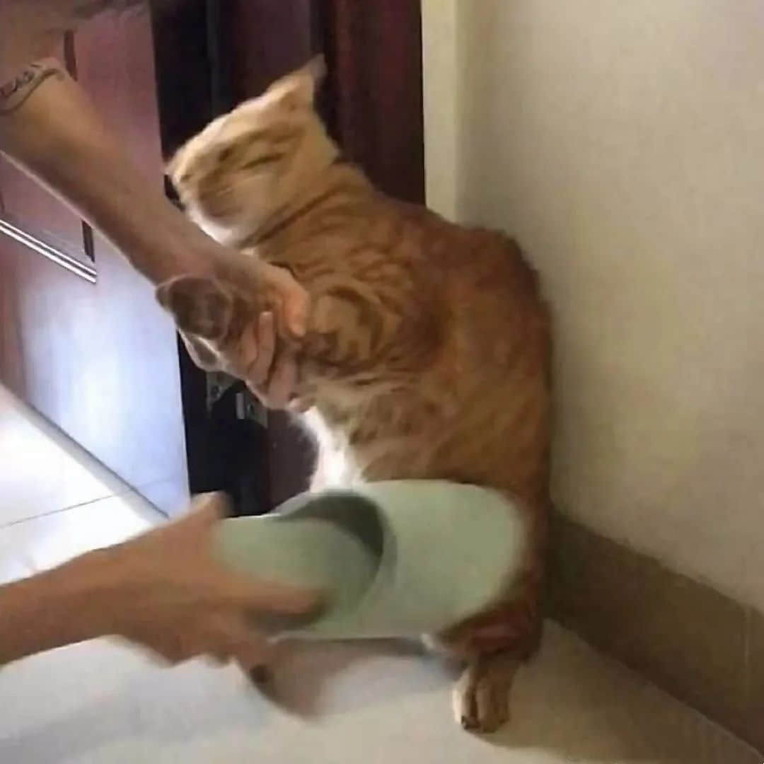 2021开年最大骗局:广州下雪! 2021开年最大骗局:广州下雪!