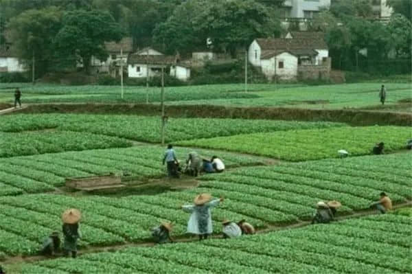 广州记忆(1978-1979) 广州记忆(1978-1979)