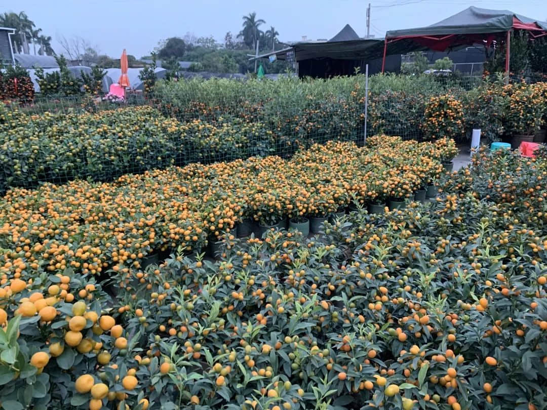 卖花人被鲜花压垮,我们比以往更需要鲜花 卖花人被鲜花压垮,我们比以往更需要鲜花