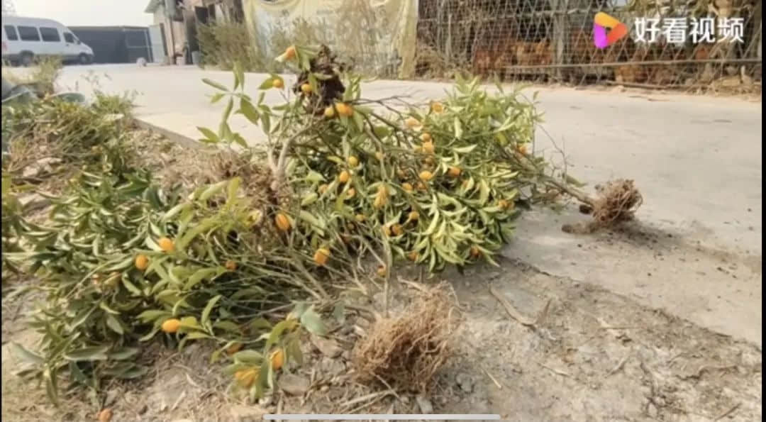 卖花人被鲜花压垮,我们比以往更需要鲜花 卖花人被鲜花压垮,我们比以往更需要鲜花