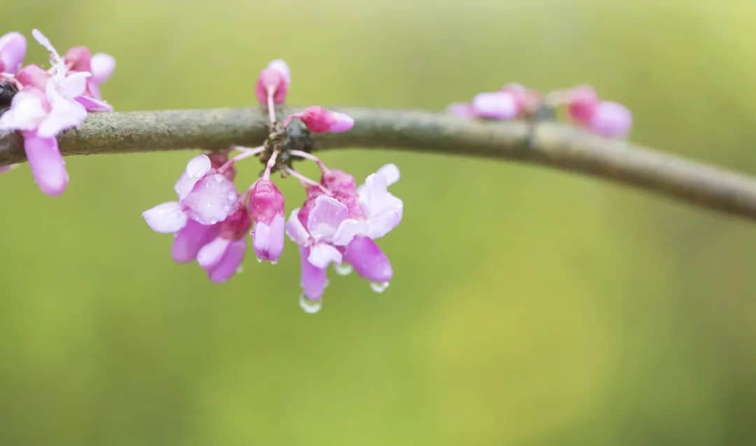 喝一碗谷雨汤,和春天告别 喝一碗谷雨汤,和春天告别