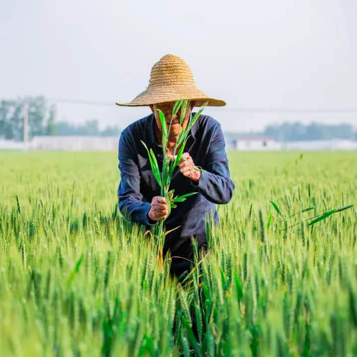 今日小满,已经热到顶唔顺?系时候饮呢碗靓汤! 今日小满,已经热到顶唔顺?系时候饮呢碗靓汤!