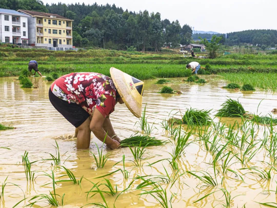 空调吹太久总是犯困?芒种喝这碗汤就舒服了 空调吹太久总是犯困?芒种喝这碗汤就舒服了