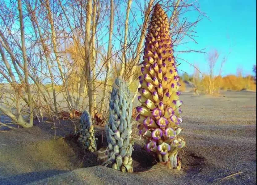 空调吹太久总是犯困?芒种喝这碗汤就舒服了 空调吹太久总是犯困?芒种喝这碗汤就舒服了