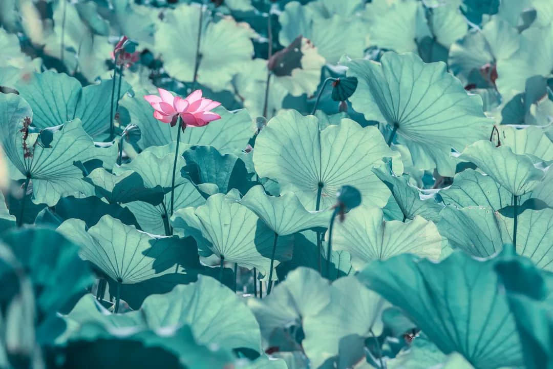 处暑到!又热又干的天气该喝什么汤? 处暑到!又热又干的天气该喝什么汤?