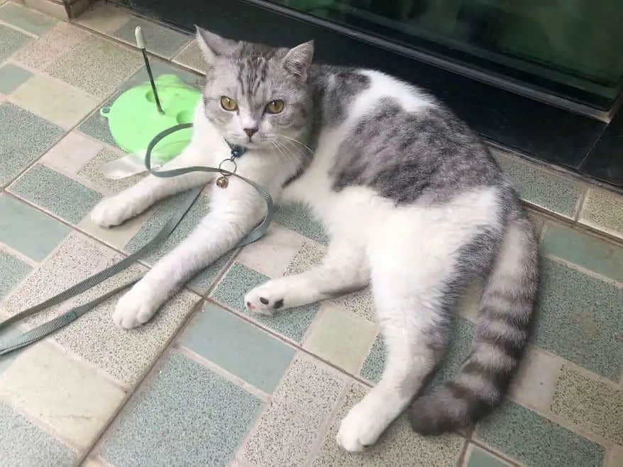 别小看草药村医，真个藏龙卧虎 || 依慈