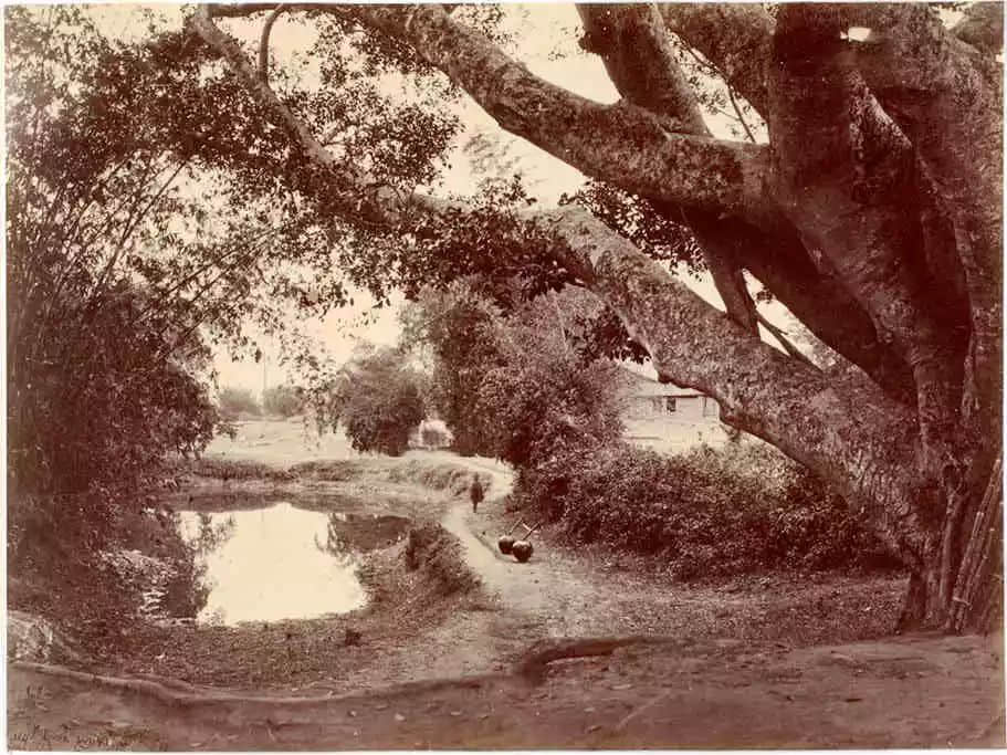 三卿本是佳人 三卿本是佳人