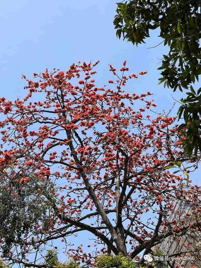 从我家的猫想到人类命运 || 莫依慈 从我家的猫想到人类命运 || 莫依慈