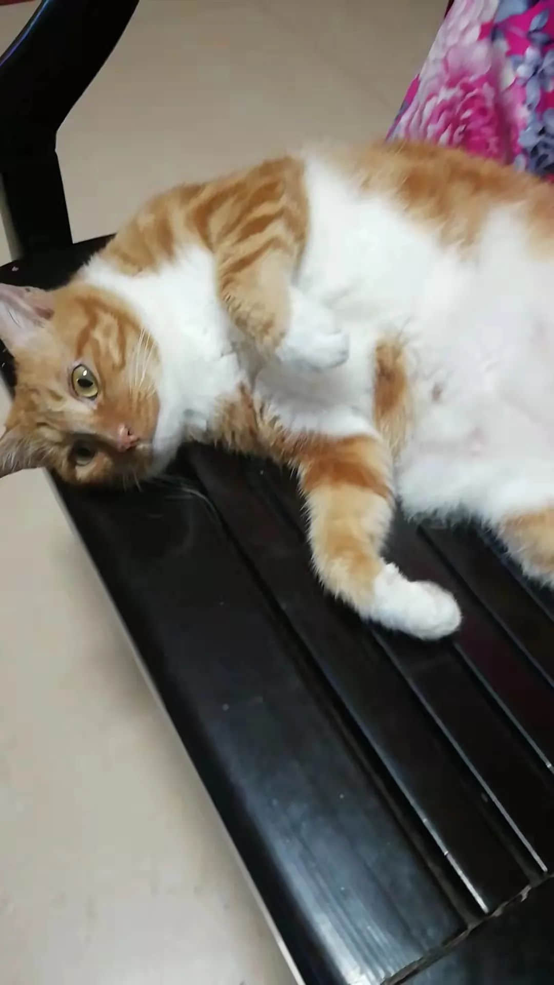 从我家的猫想到人类命运 || 莫依慈 从我家的猫想到人类命运 || 莫依慈